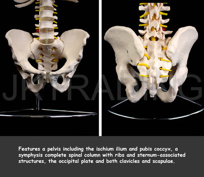 Human Skeletal Trunk Torso Model for medical and anatomy education