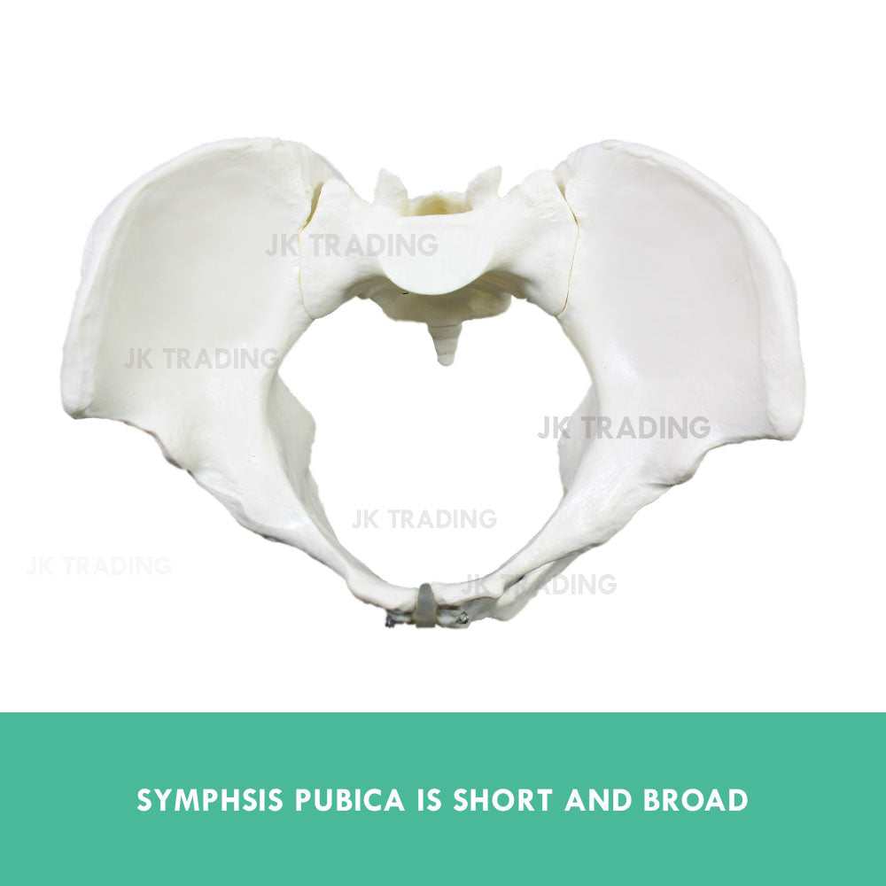 Female Pelvis Anatomy Model for medical and anatomy education
