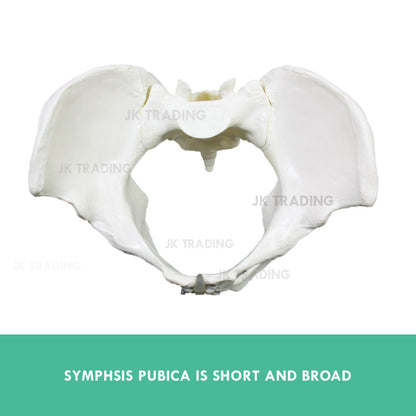 Female Pelvis Anatomy Model for medical and anatomy education