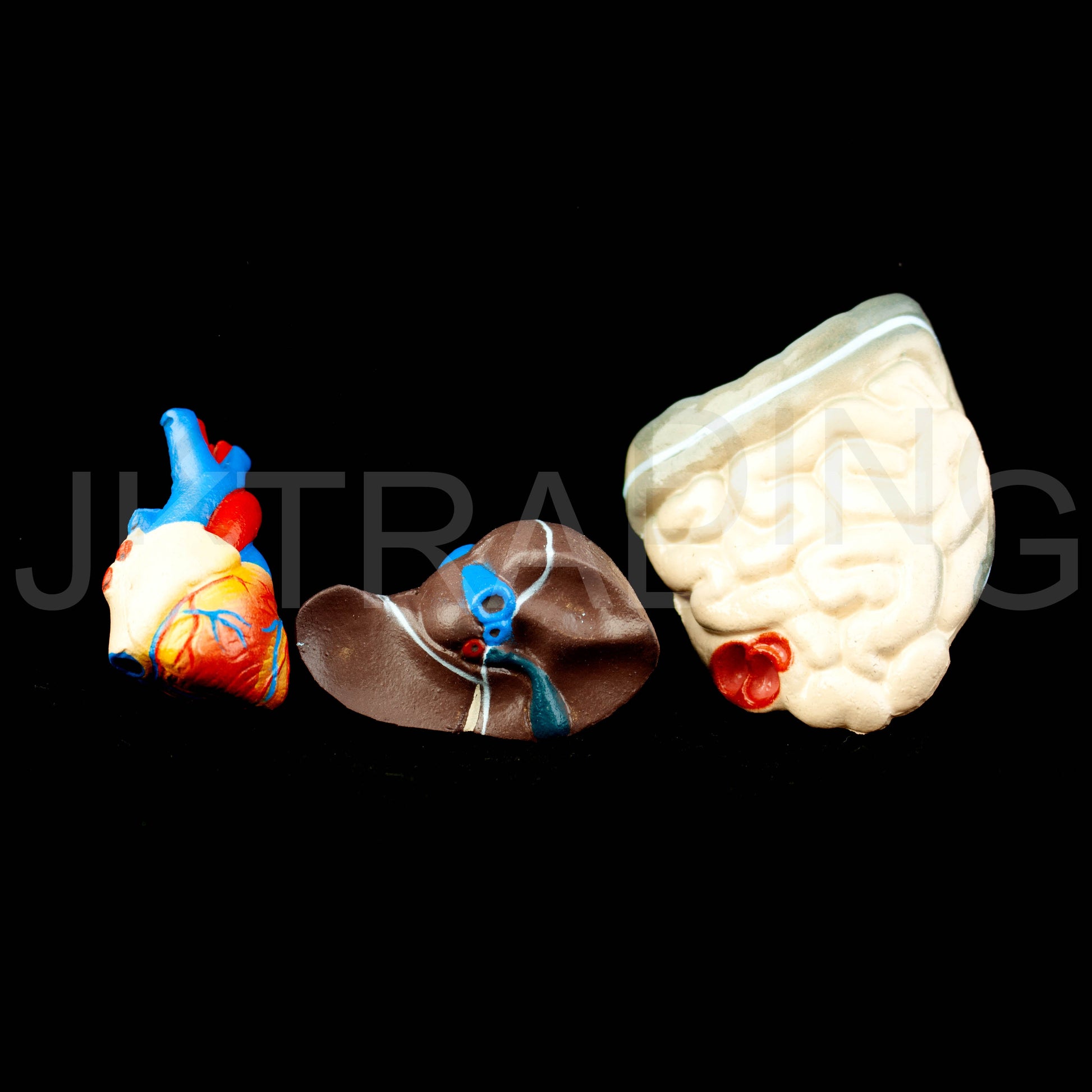 26cm Unisex Human Torso Anatomy Model for medical and anatomy education