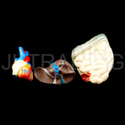 26cm Unisex Human Torso Anatomy Model for medical and anatomy education