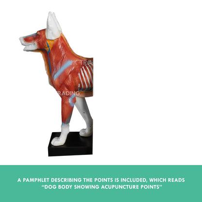 Canine Acupuncture Model for medical and anatomy education