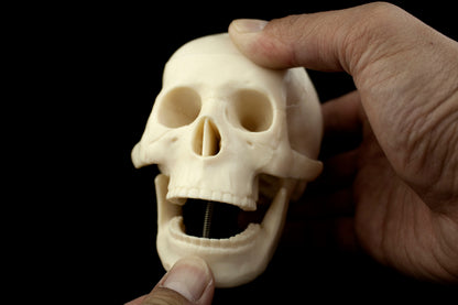 Mini Human Skull Model for medical and anatomy education