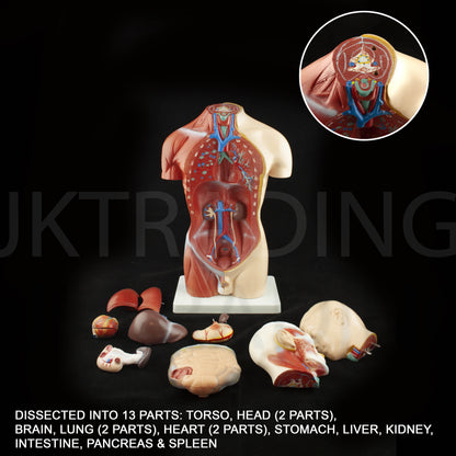 4D Male Torso Anatomy Model for medical and anatomy education