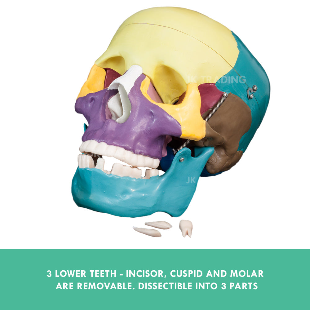 Coloured Human Skull Model for medical and anatomy education