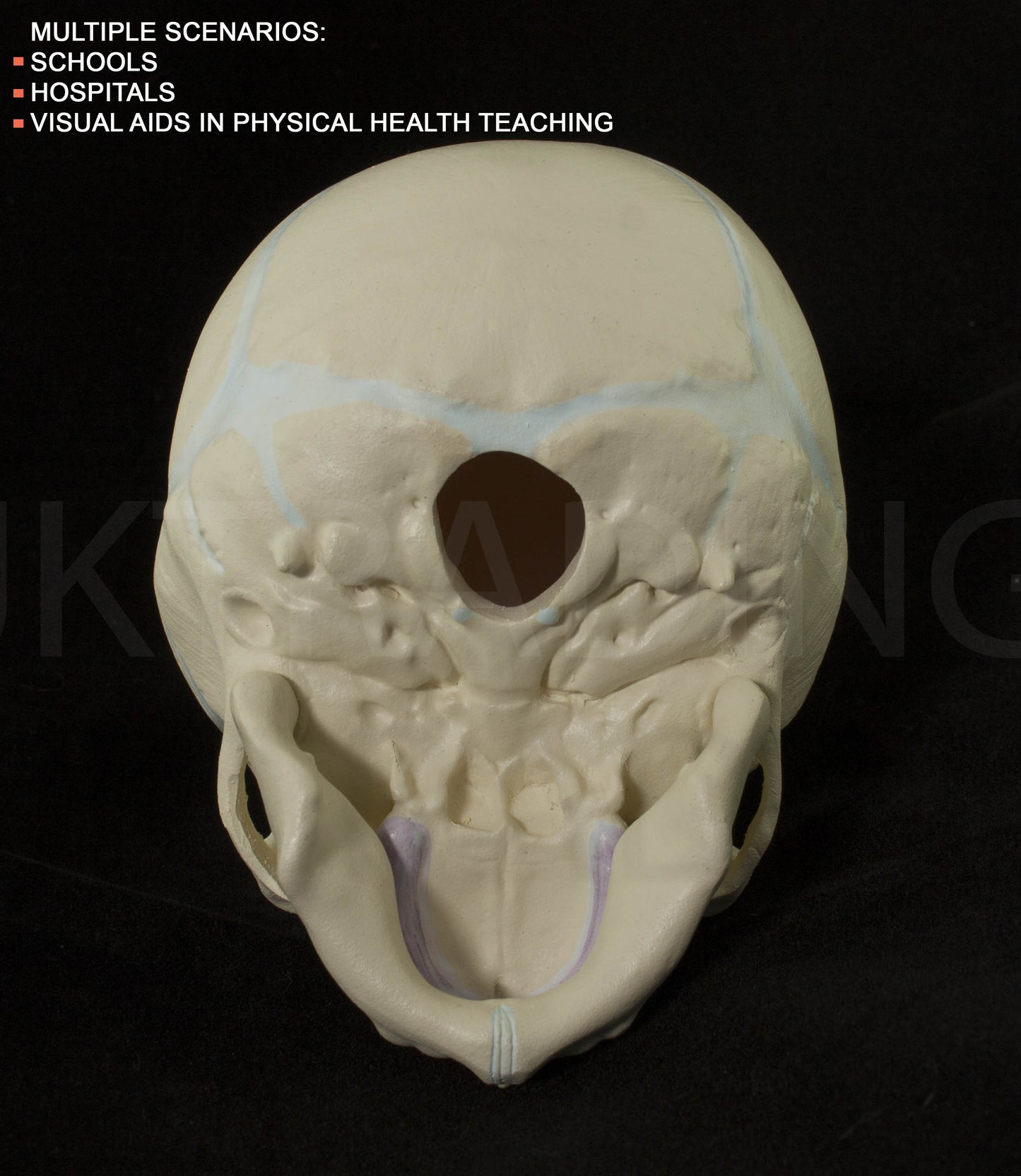 Foetal Skull Anatomy Model for medical and anatomy education