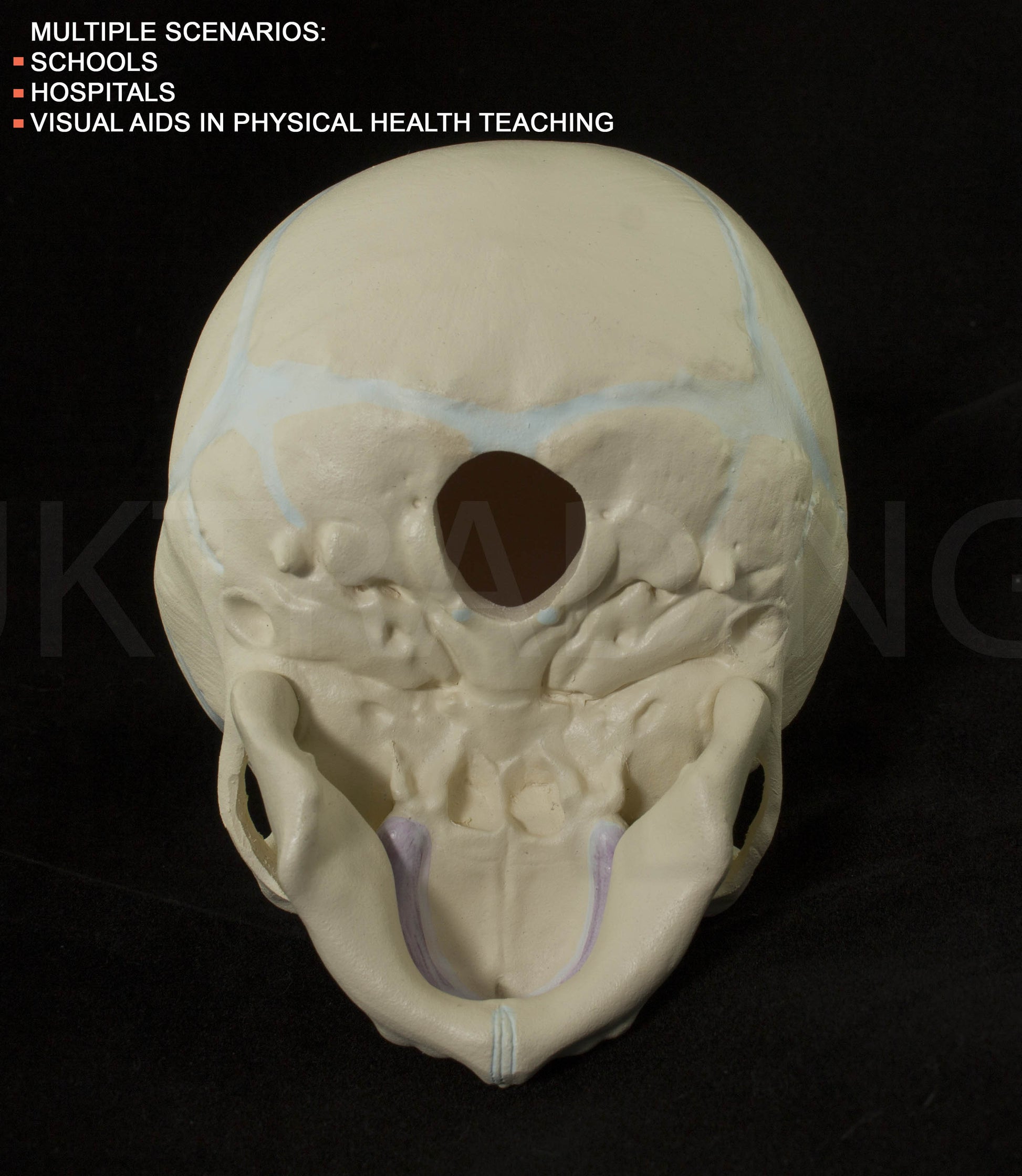 Foetal Skull Anatomy Model for medical and anatomy education