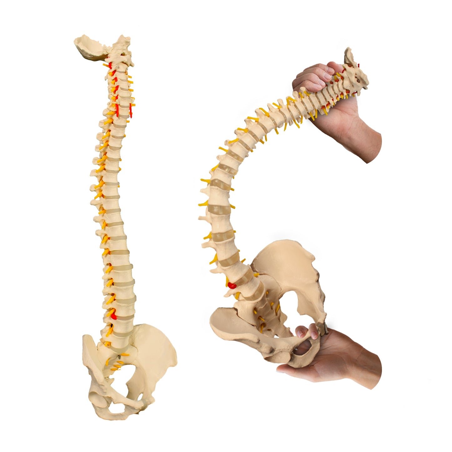 Adult Spine Model with Pelvis for medical and anatomy education