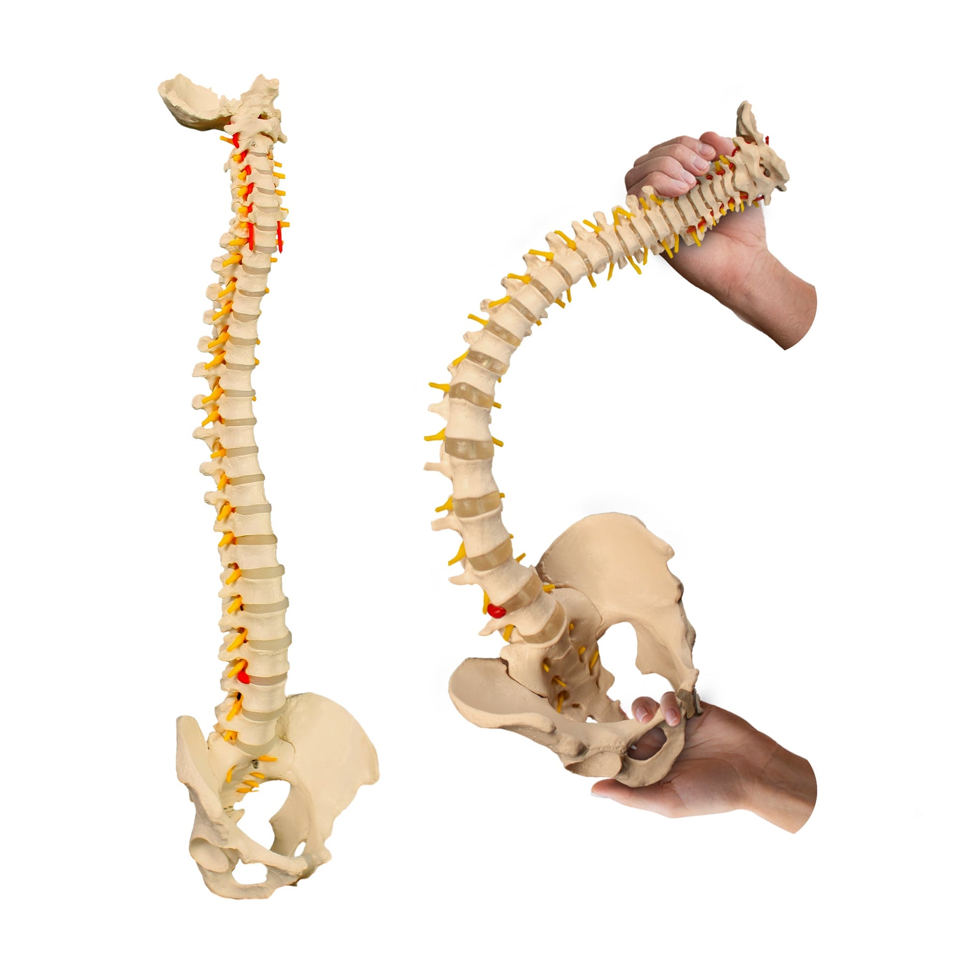 Adult Spine Model with Pelvis for medical and anatomy education