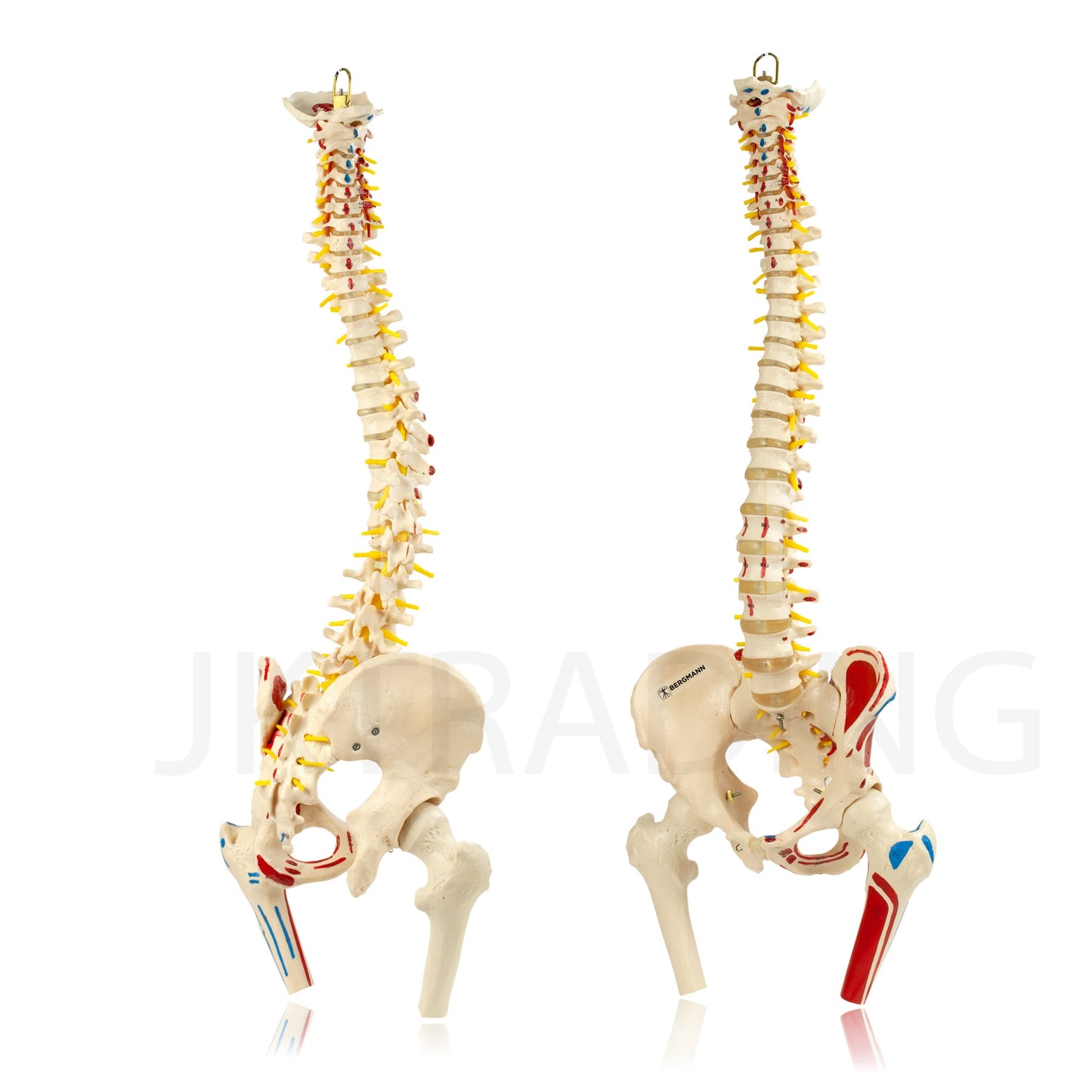 Deluxe Numbered Coloured Spine Model with Pelvis & Femur