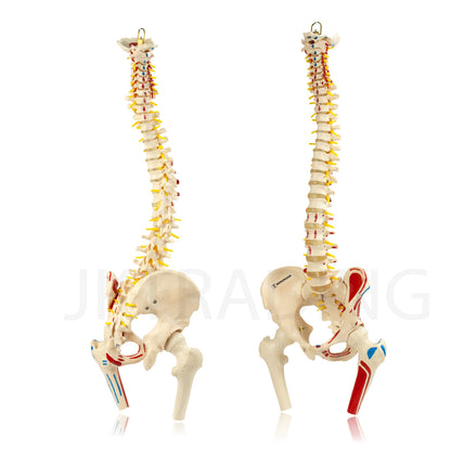 Deluxe Numbered Coloured Spine Model with Pelvis & Femur