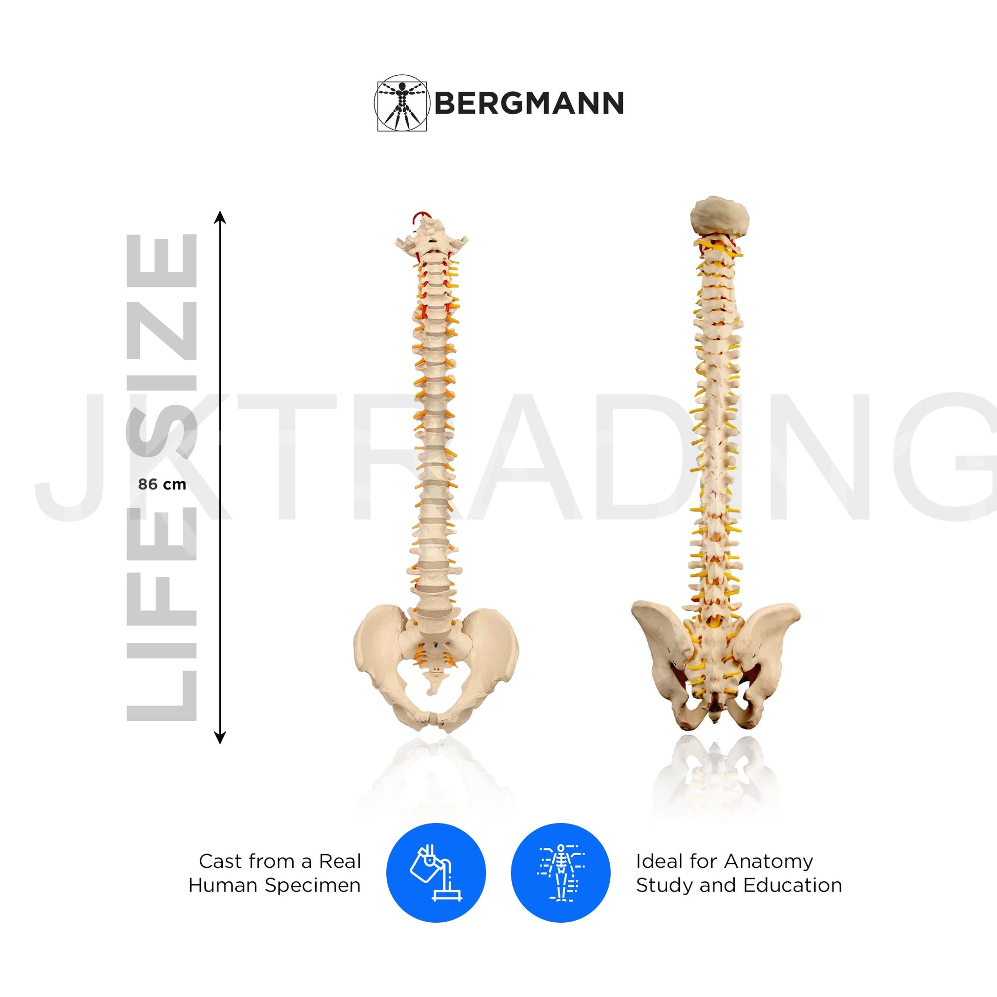 Adult Spine Model with Pelvis for medical and anatomy education