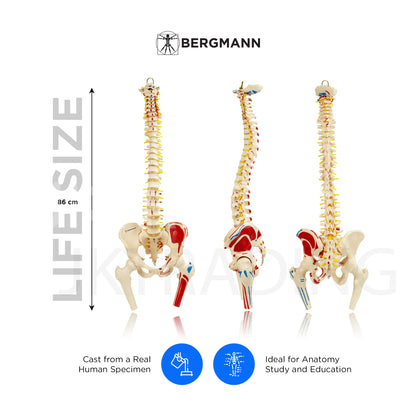 Deluxe Numbered Coloured Spine Model with Pelvis & Femur