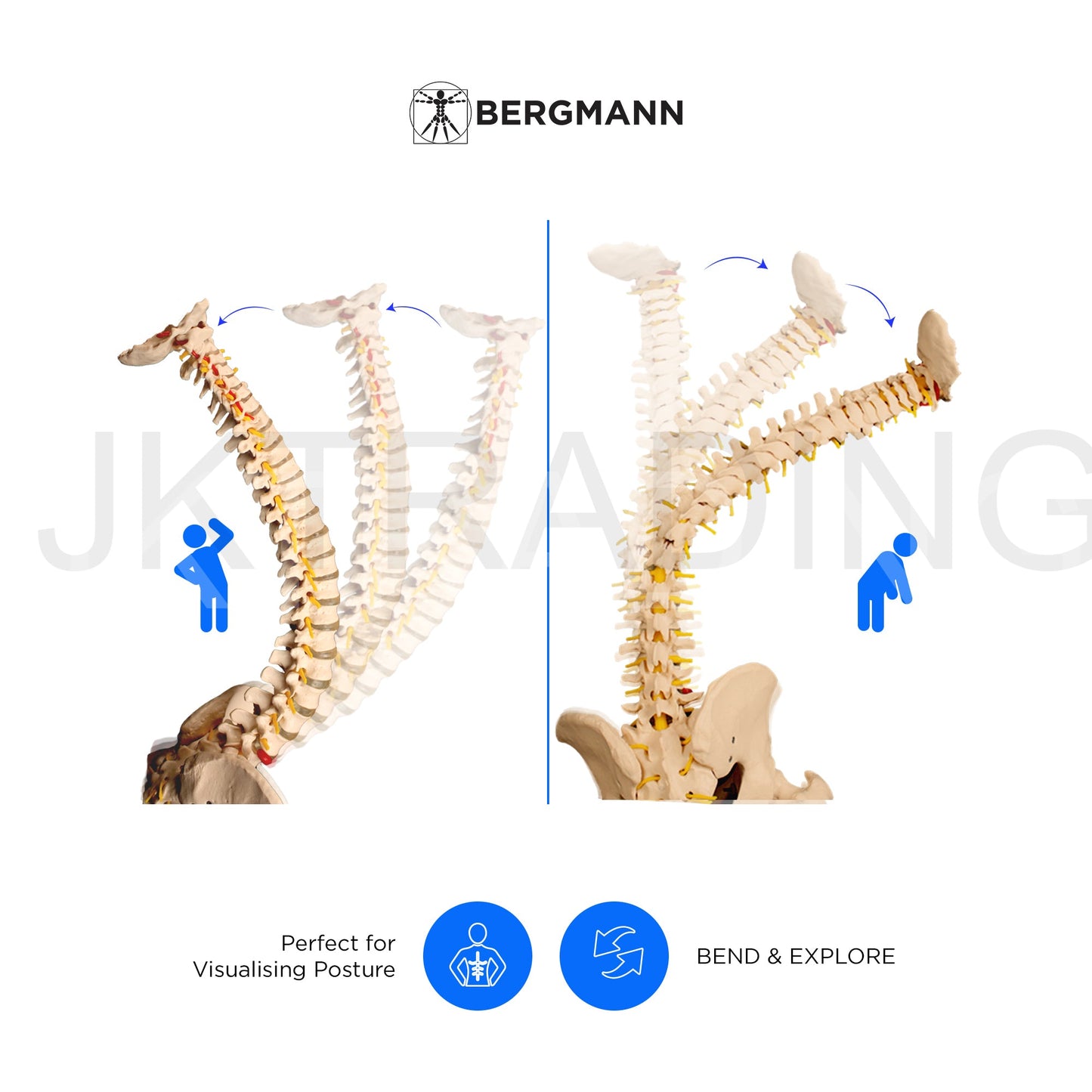 Adult Spine Model with Pelvis for medical and anatomy education