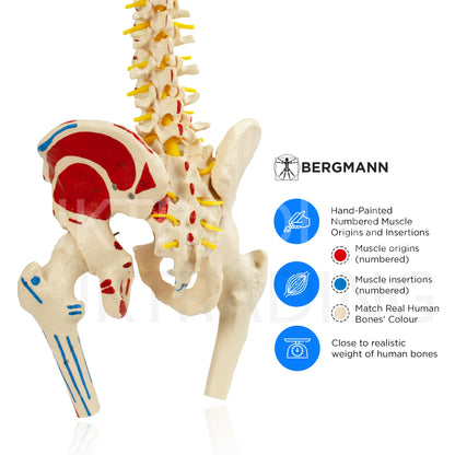 Deluxe Numbered Coloured Spine Model with Pelvis & Femur
