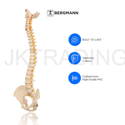 Adult Spine Model with Pelvis for medical and anatomy education