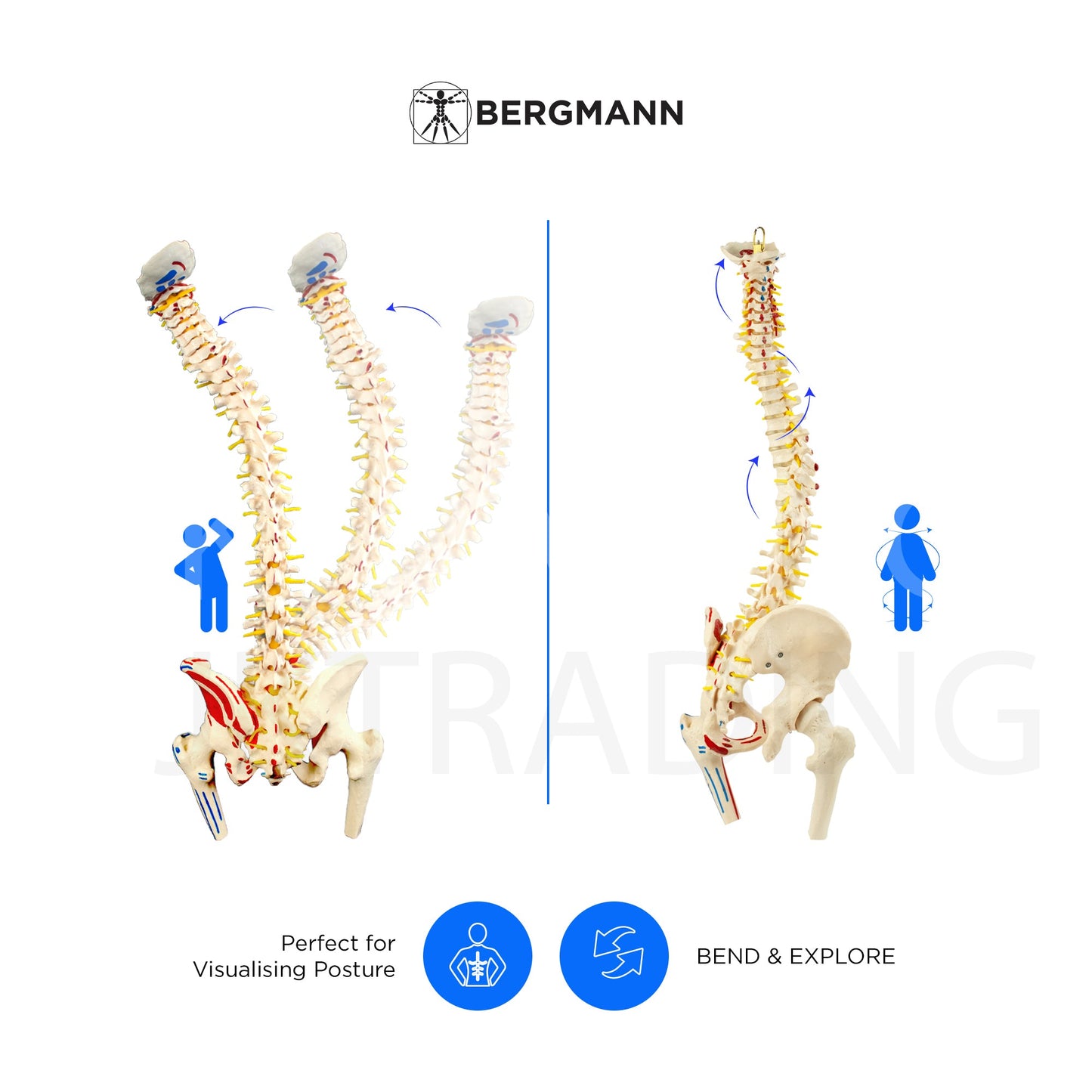 Deluxe Numbered Coloured Spine Model with Pelvis & Femur