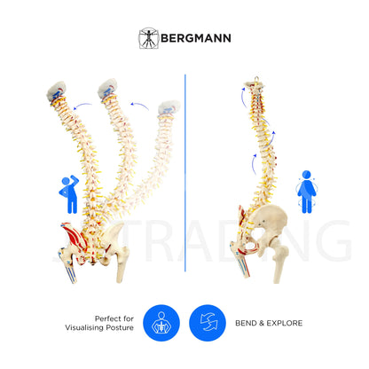 Deluxe Numbered Coloured Spine Model with Pelvis & Femur
