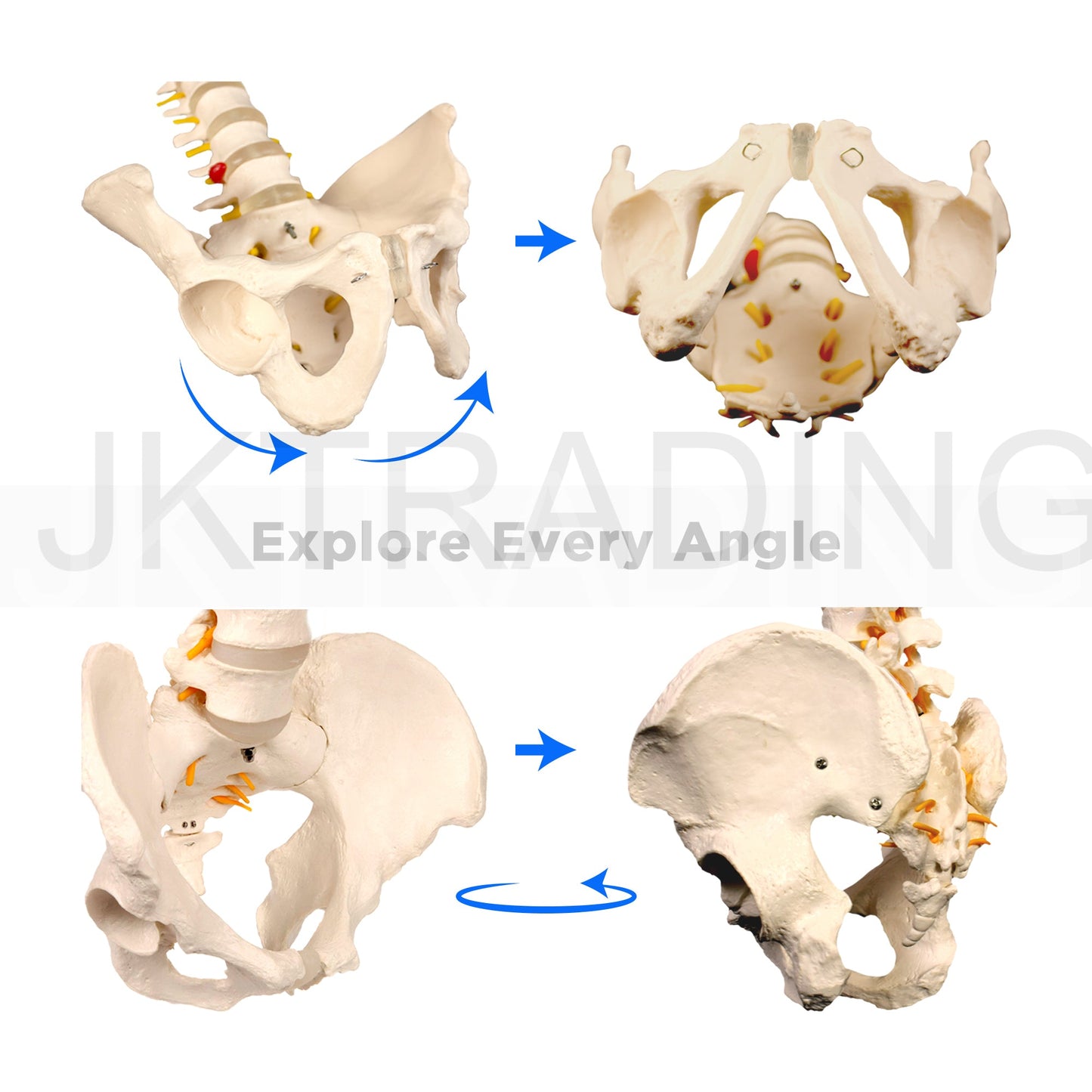 Adult Spine Model with Pelvis for medical and anatomy education
