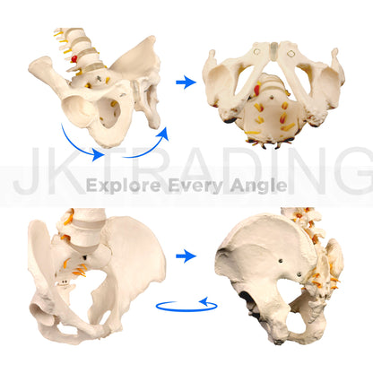 Adult Spine Model with Pelvis for medical and anatomy education