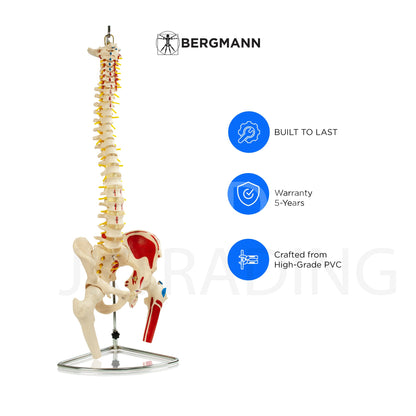 Deluxe Numbered Coloured Spine Model with Pelvis & Femur
