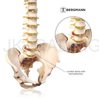 Adult Spine Model with Pelvis for medical and anatomy education
