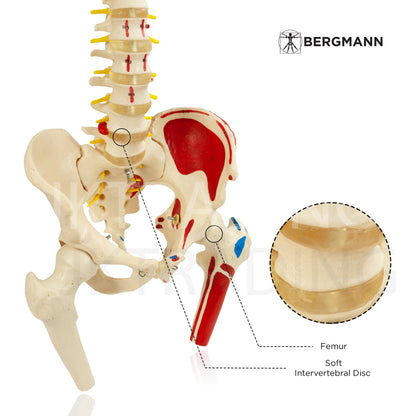 Deluxe Numbered Coloured Spine Model with Pelvis & Femur