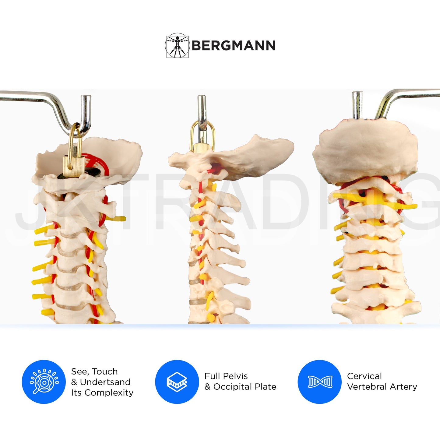 Adult Spine Model with Pelvis for medical and anatomy education