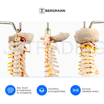 Adult Spine Model with Pelvis for medical and anatomy education