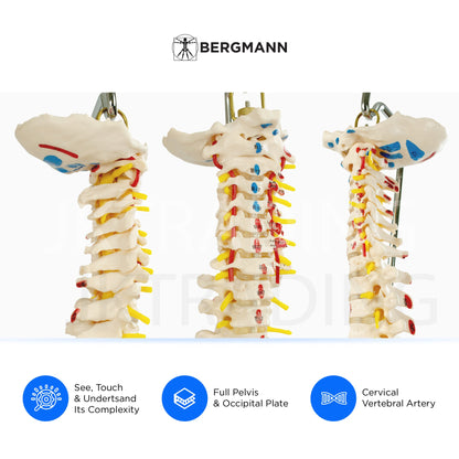 Deluxe Numbered Coloured Spine Model with Pelvis & Femur