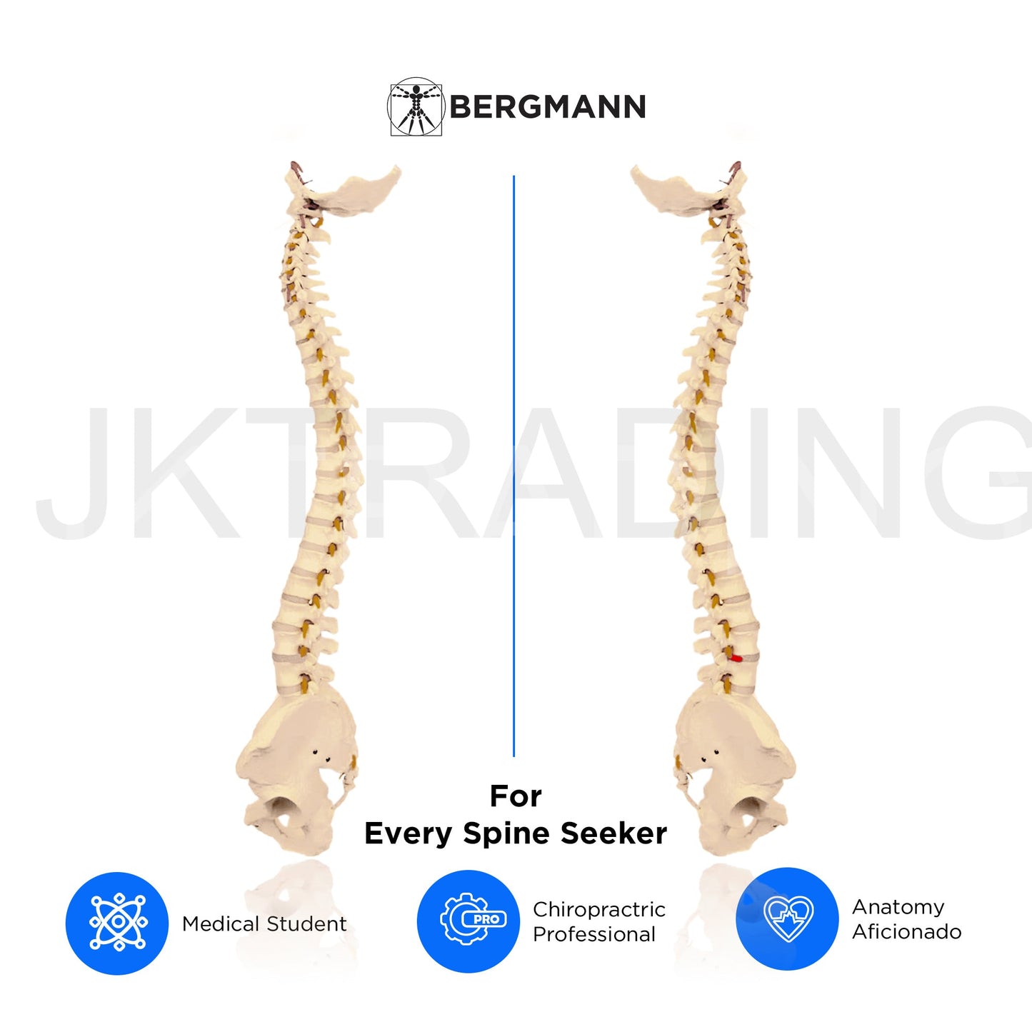 Adult Spine Model with Pelvis for medical and anatomy education