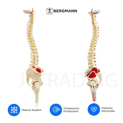 Deluxe Numbered Coloured Spine Model with Pelvis & Femur