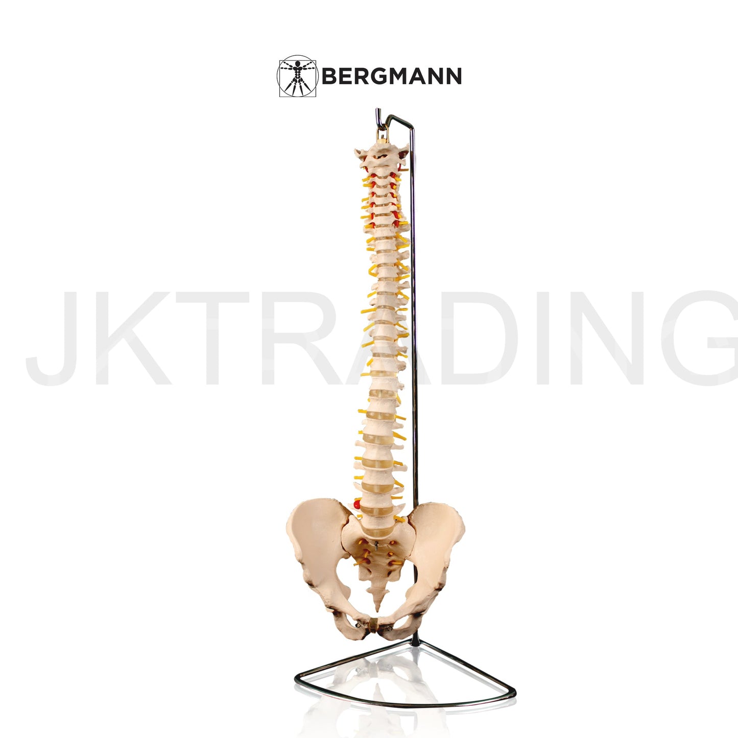 Adult Spine Model with Pelvis for medical and anatomy education