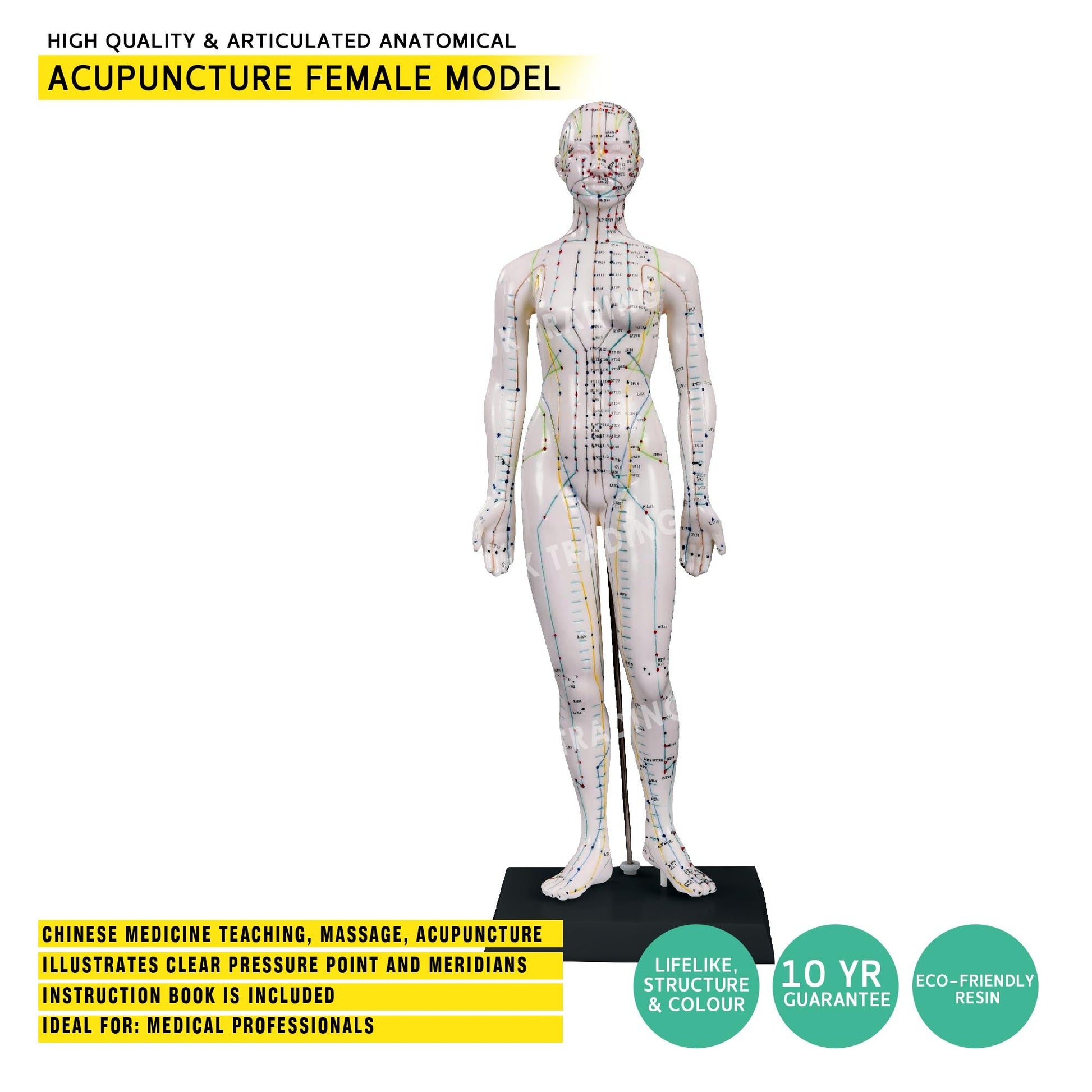 Acupuncture Model Pair for medical and anatomy education