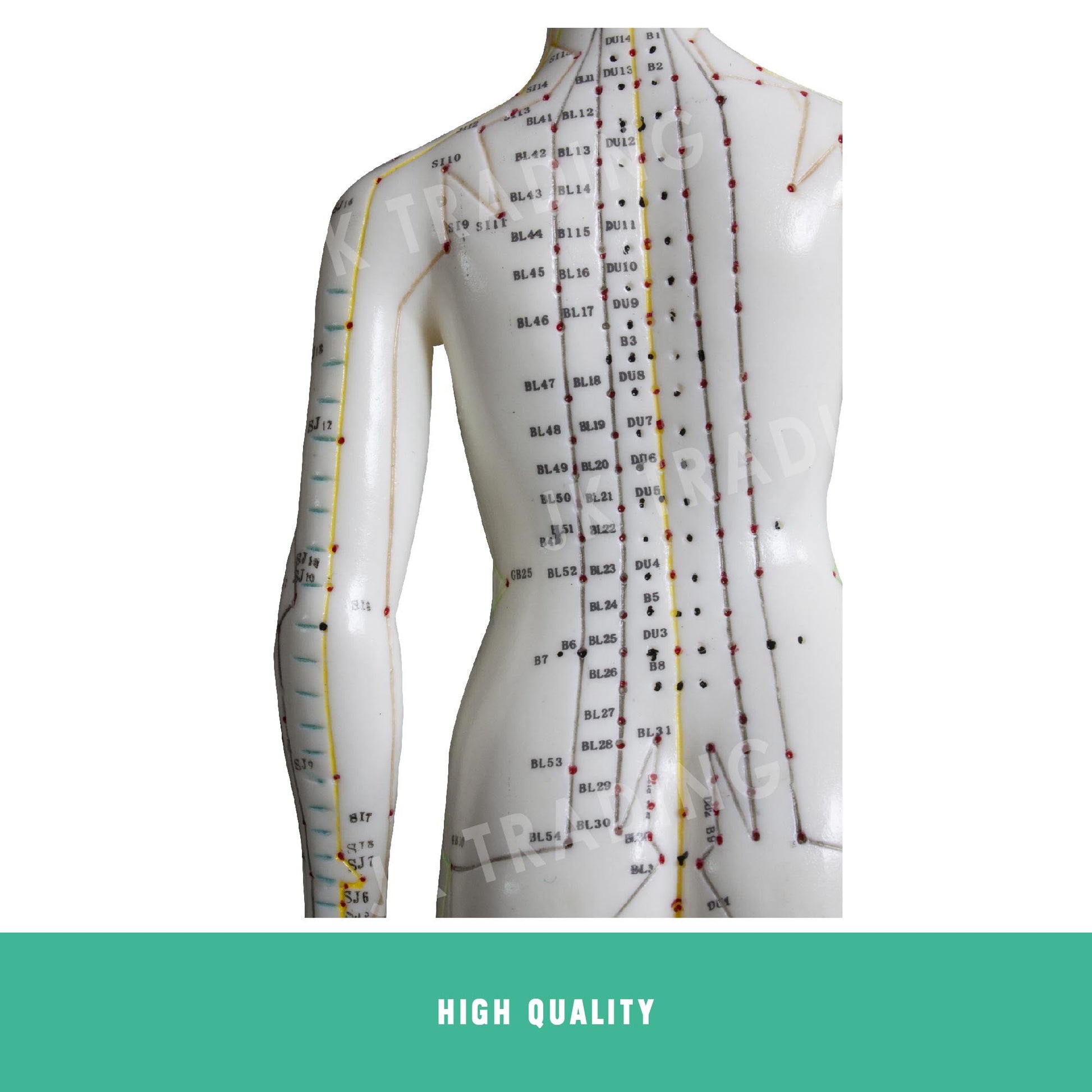Acupuncture Model Pair for medical and anatomy education