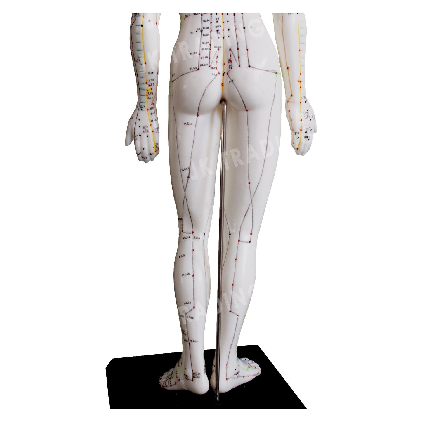 Acupuncture Model Pair for medical and anatomy education
