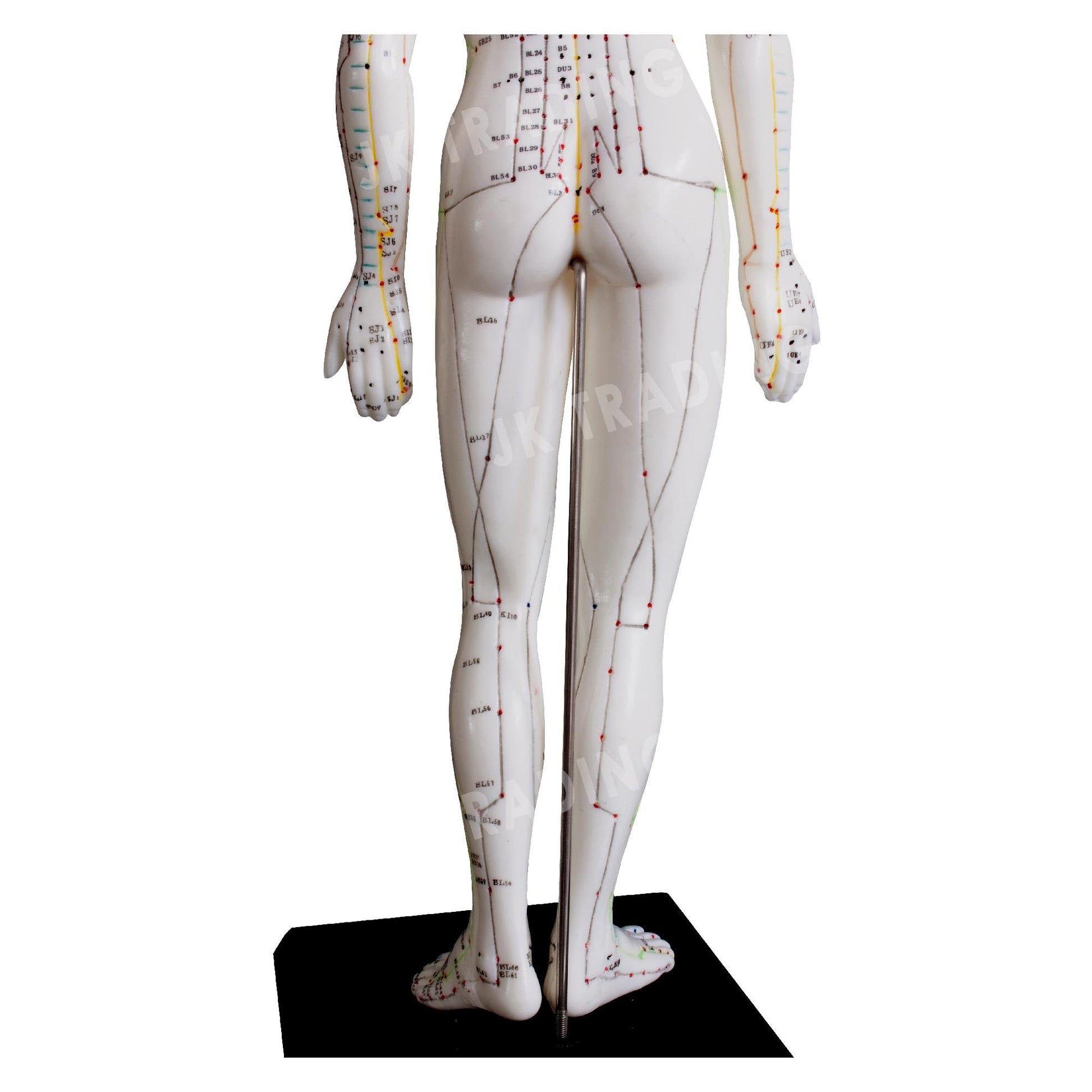 Acupuncture Model Pair for medical and anatomy education