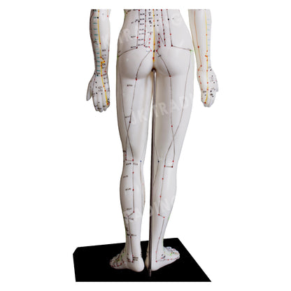 Acupuncture Model Pair for medical and anatomy education