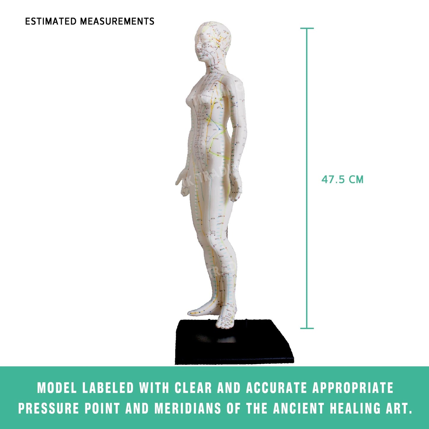 Acupuncture Model Pair for medical and anatomy education