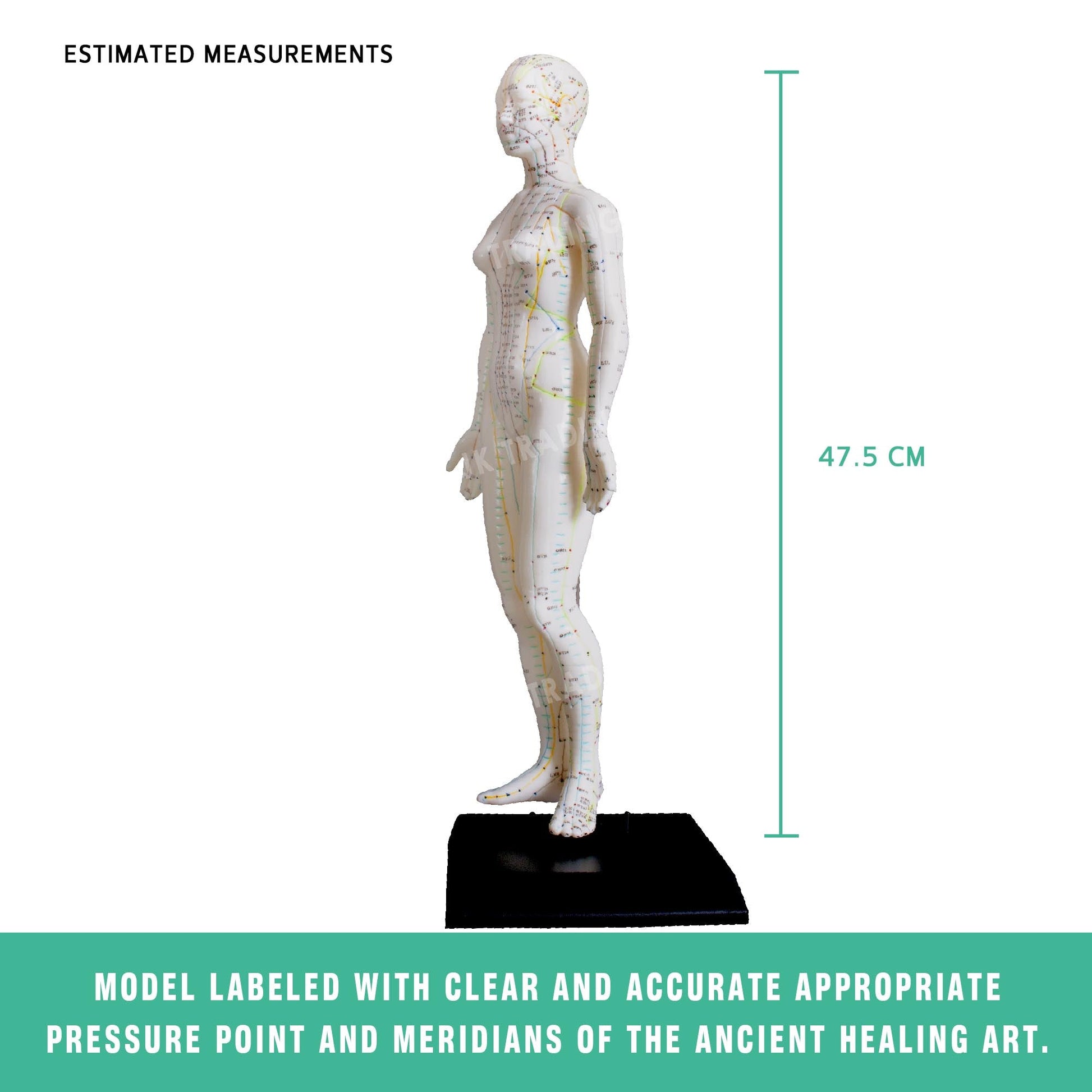 Acupuncture Model Pair for medical and anatomy education
