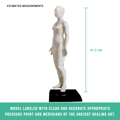 Acupuncture Model Pair for medical and anatomy education