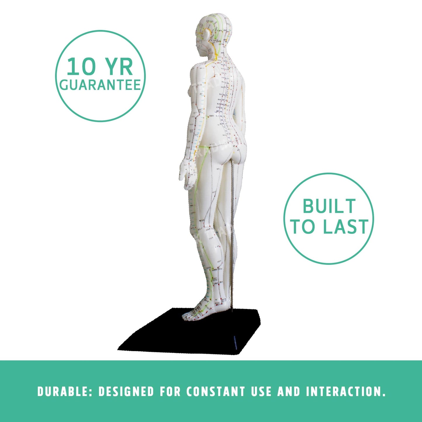 Acupuncture Model Pair for medical and anatomy education