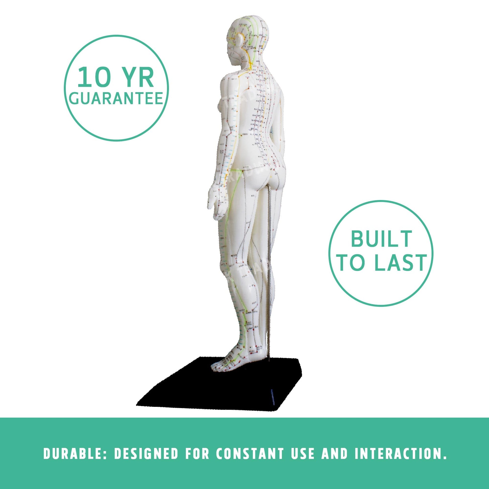 Acupuncture Model Pair for medical and anatomy education
