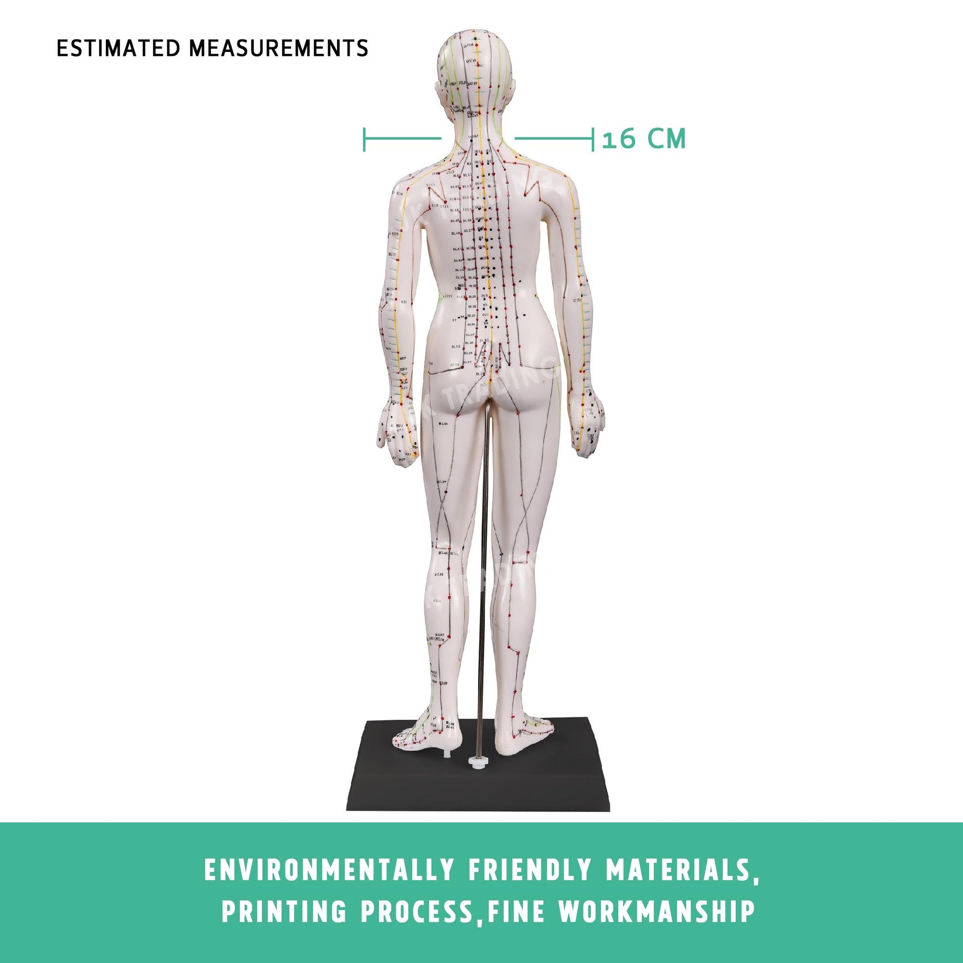 Acupuncture Model Pair for medical and anatomy education