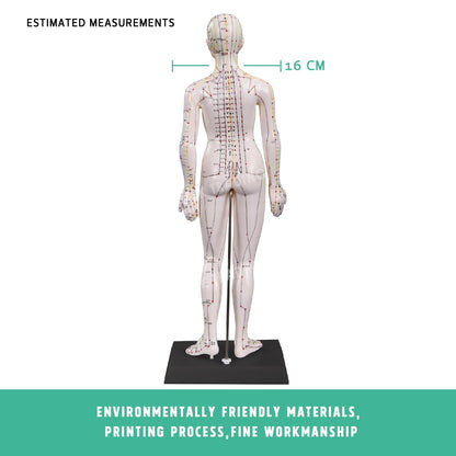 Acupuncture Model Pair for medical and anatomy education