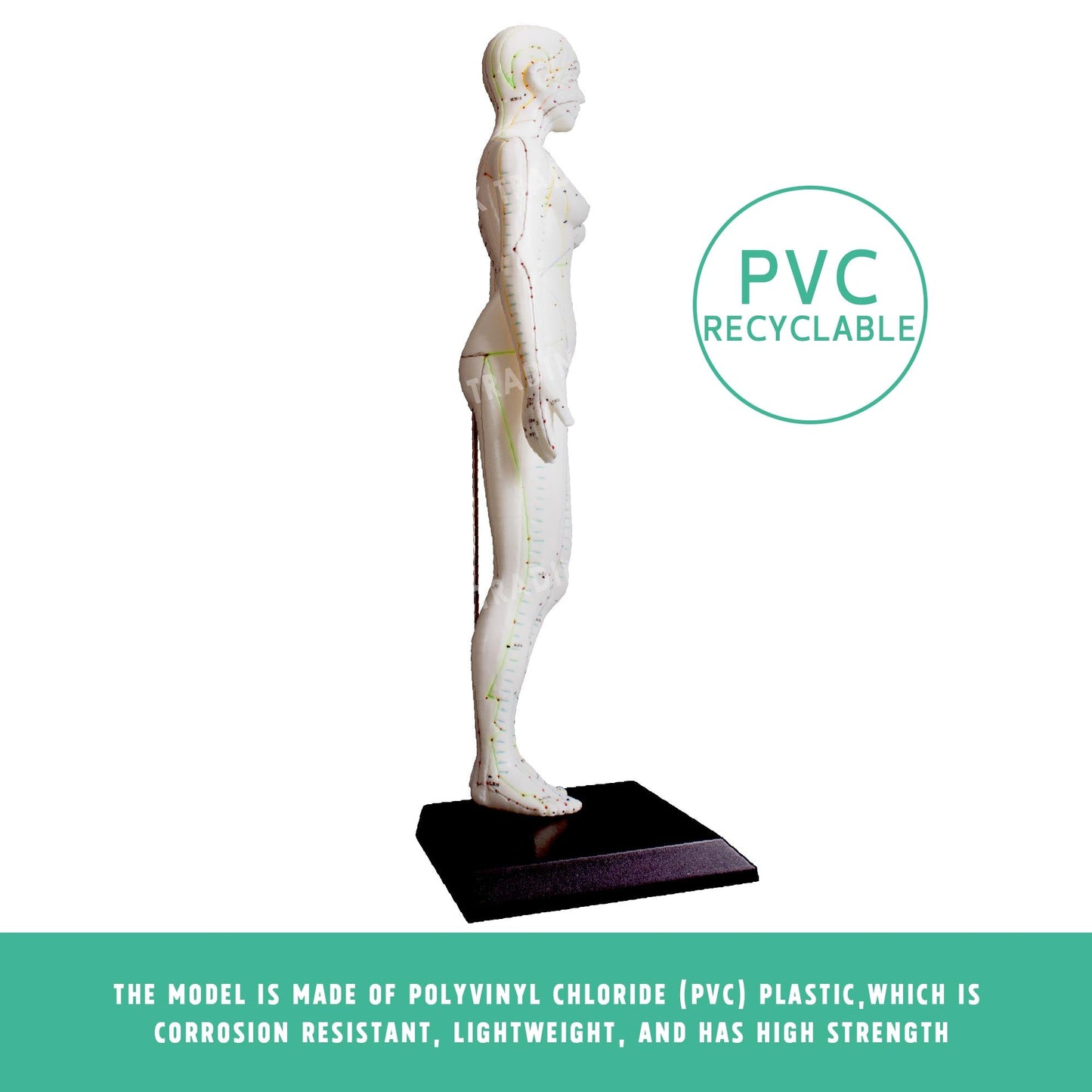 Acupuncture Model Pair for medical and anatomy education