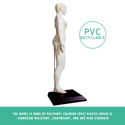 Acupuncture Model Pair for medical and anatomy education