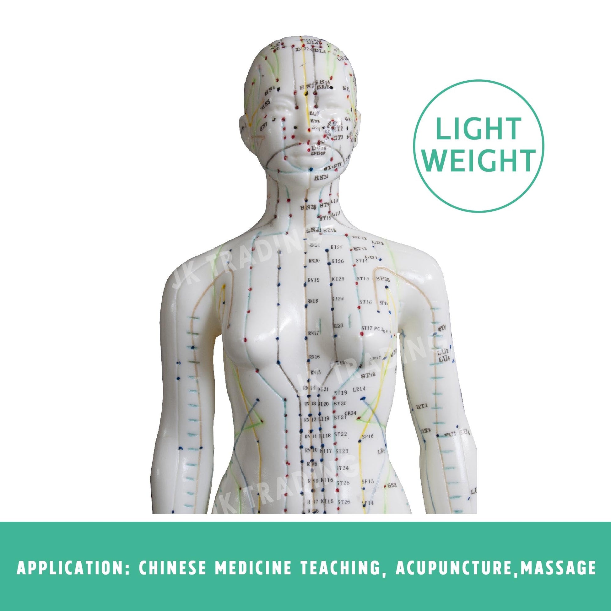 Acupuncture Model Pair for medical and anatomy education
