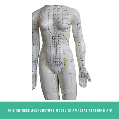 Acupuncture Model Pair for medical and anatomy education