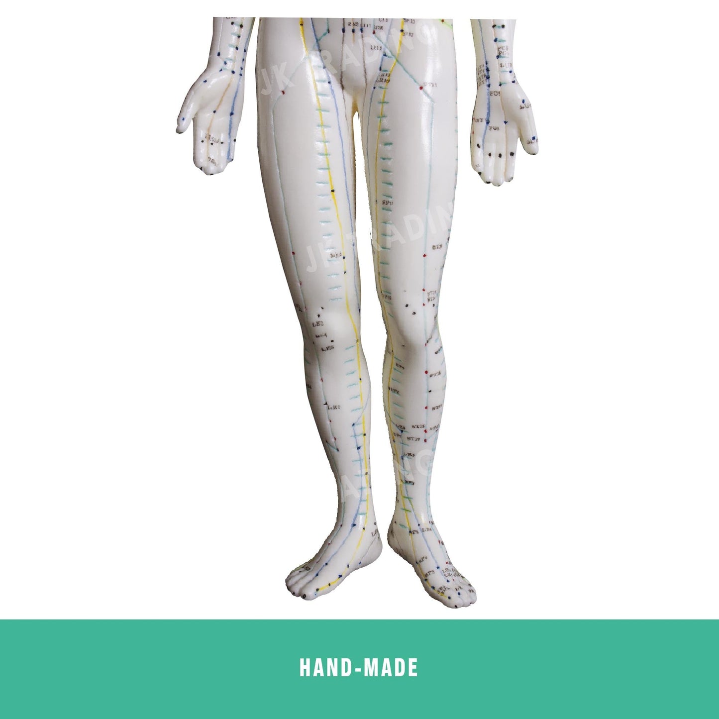 Acupuncture Model Pair for medical and anatomy education
